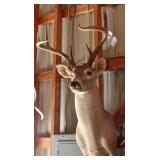 8 point Asymmetric Whitetail Deer Head Mount