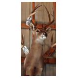 8 point Symmetric Whitetail Deer Head Mount