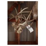 2 Deer Skulls w/Antlers