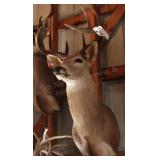 10 point Asymmetric Whitetail Deer Head Mount