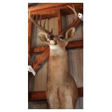 10 point Symmetric Whitetail Deer Head Mount