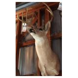 11 point Asymmetric Whitetail Deer Head Mount