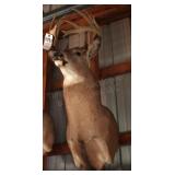 14 point Asymmetric Deer Head Mount