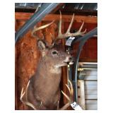 10 point Asymmetric Whitetail Deer Head Mount