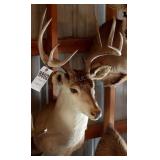 10 point Symmetric Whitetail Deer Head Mount