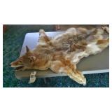 Coyote Hide