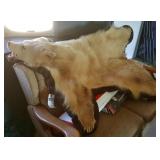 "Blonde Phase" Black Bear Hide