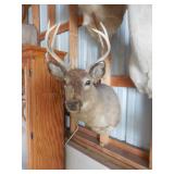8 point Symmetric Whitetail Deer Head Mount