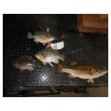 Bluegill Mount w/Driftwood & Largemouth Bass Mount