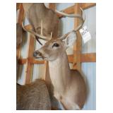 5 Point Asymmetric Whitetail Deer Head Mount