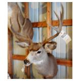 10 Point Symmetric Whitetail Deer Head Mount