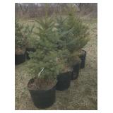 Blue Spruce Tree in pot