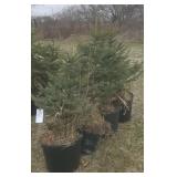Blue Spruce Tree in pot