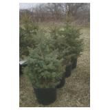 Blue Spruce Tree in pot