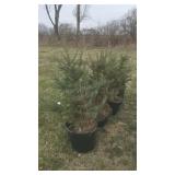 Blue Spruce Tree in pot