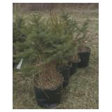 Blue Spruce Tree in pot