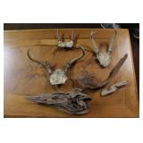 3 sets of antlers & pieces of drift wood