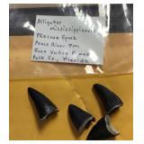 Prehistoric alligator teeth
