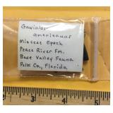 Ancient fossilized crocodile teeth