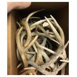 Large lot of shed antlers