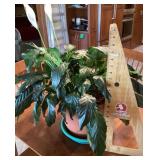 Peace lily houseplant