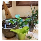 Group of houseplants
