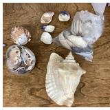Seashells