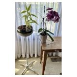 Cast iron plant stand + 2 potted plants