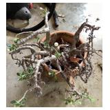 Bonsai type tree