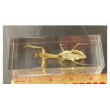 Praying mantis in Lucite