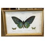 Framed butterfly print 16x24