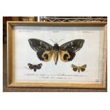 Framed butterfly print 16x24