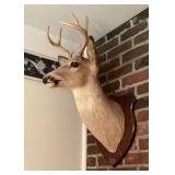 Deer mount