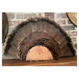 Turkey feathers