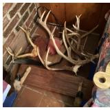 Antlers & hoof wall mount gun rack