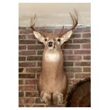 Deer mount