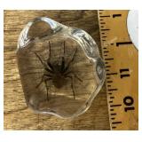 Spider encased in Lucite paperweight