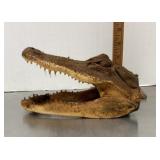 Taxidermy alligator head