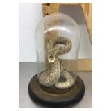 Taxidermy rattlesnake under glass dome
