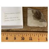 Leaf fossil