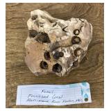 Fossilized coral