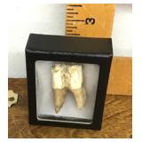 Antique cow tooth