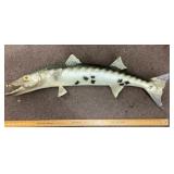 Taxidermy barracuda