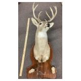 Taxidermy deer mount
