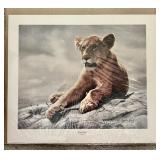 Signed Charles Fracï¿½ "Lion Cub" print 18.5x21.5