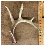 Antler