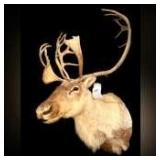 Caribou Mount from the Arctic Circle - Won the Boone & Crockett Tag