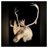 Caribou Mount from the Arctic Circle