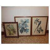3 Framed Bird Prints