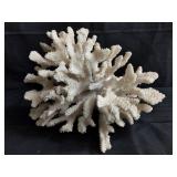 Coral specimen